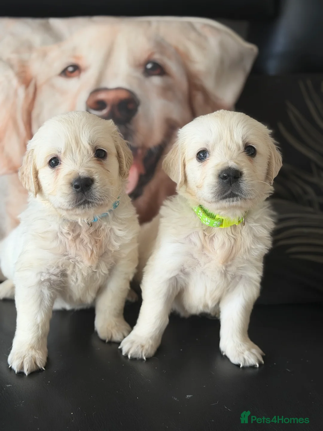 Golden Retriever dogs for sale: KC WHITE RETRIEVERS FULLY HEALTH TESTED  - Advert 2