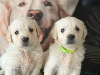 Golden Retriever dogs KC WHITE RETRIEVERS FULLY HEALTH TESTED - Advert 1