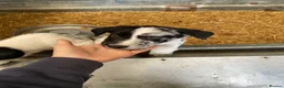 Border Collie dogs for sale: Blue Merle and Tri Colour Collies in Presteigne - Advert 4