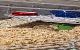 Gerbil rodents for sale: 2 gerbils with cage - Image 2