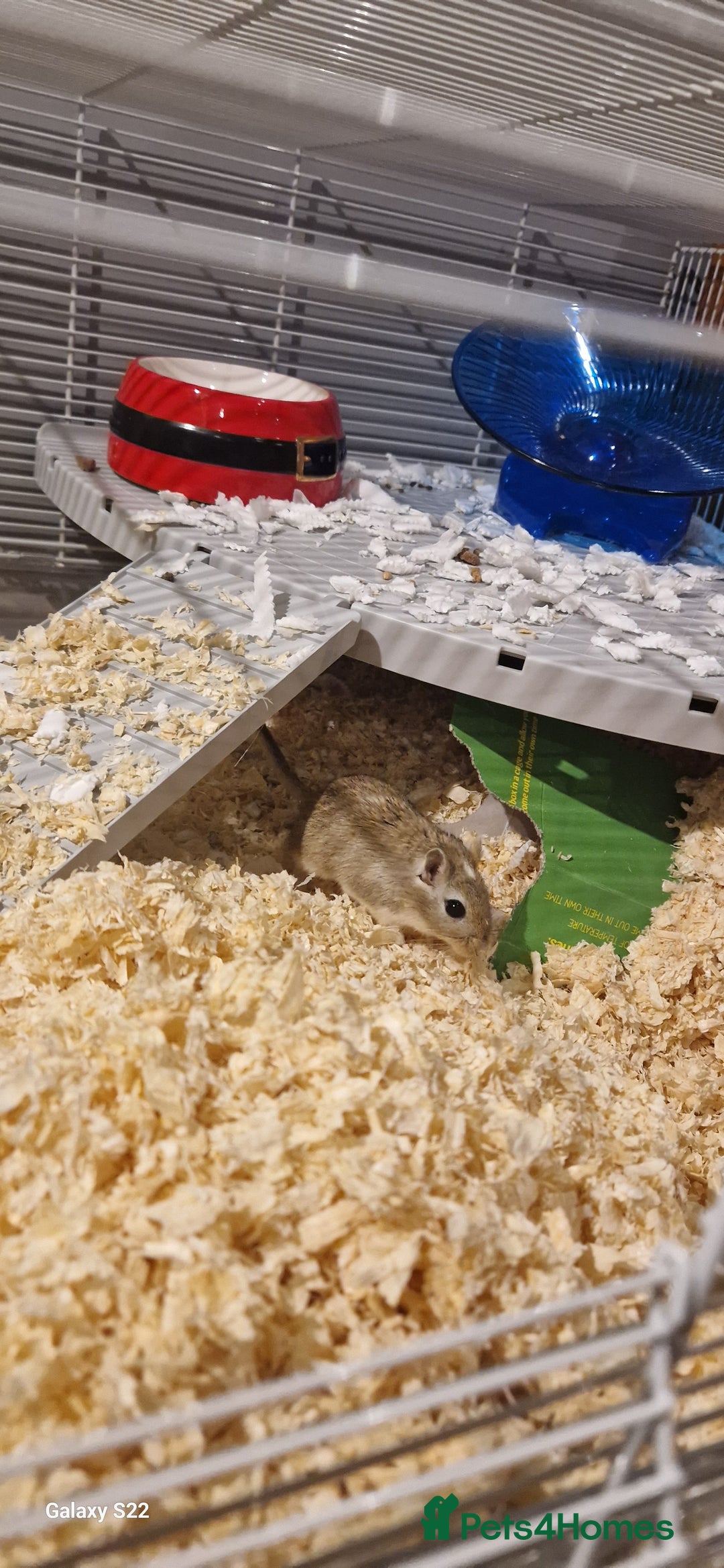 Gerbil rodents for sale: 2 gerbils with cage - Image 2