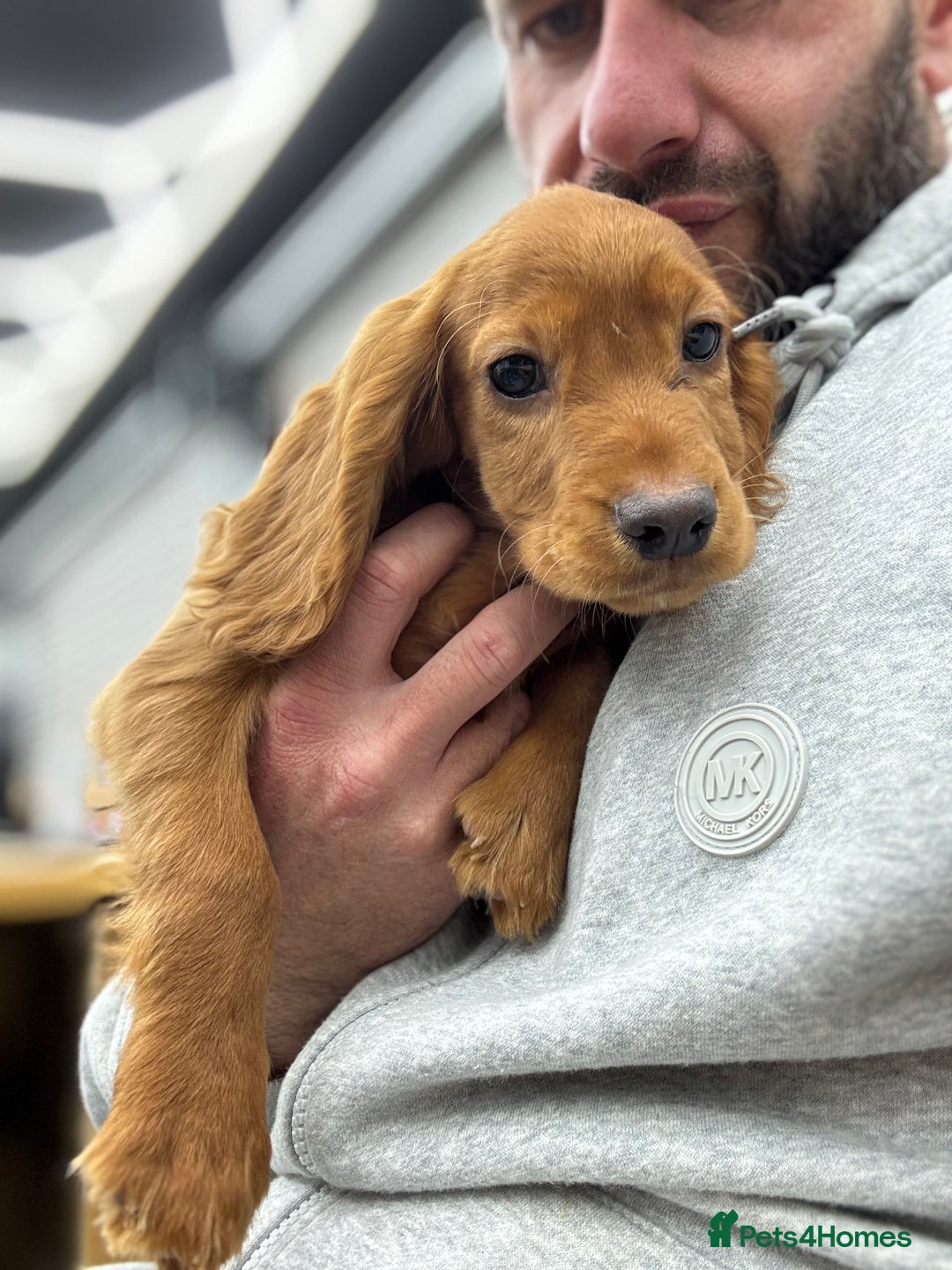 Cocker Spaniel dogs for sale: Working cocker spaniel - champion bloodlines  - Image 8
