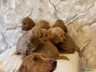 Cockapoo dogs for sale - Advert 1