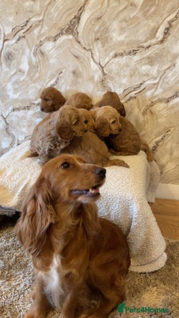 Cockapoo dogs - Advert 1