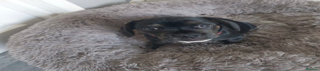 Male pup (black with markings) 