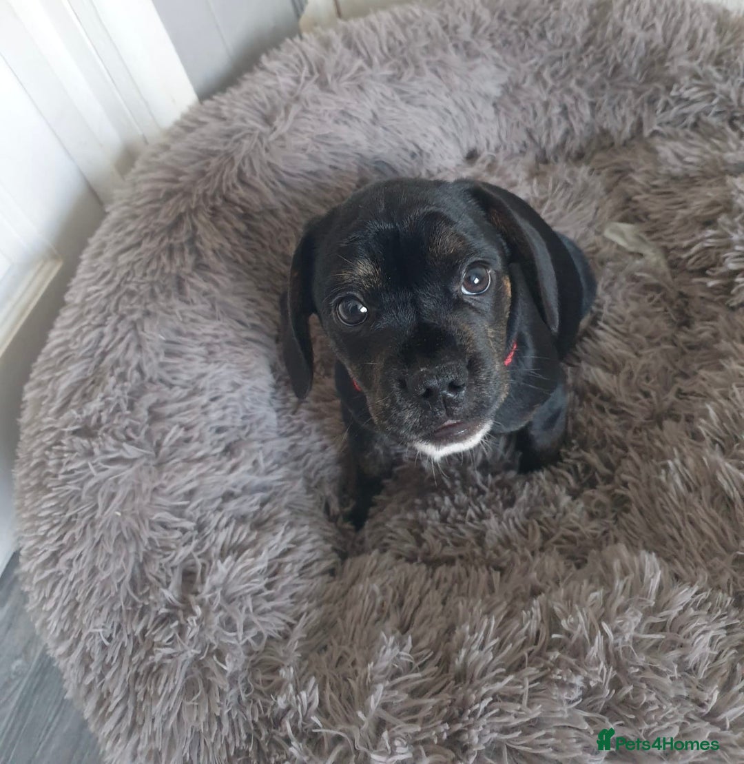 Mixed Breed dogs for sale: Frocker puppies for sale- ready to leave  - Image 4