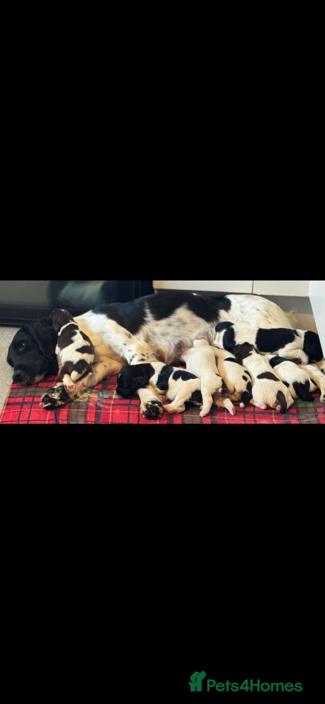 English Springer Spaniel dogs for sale: Pedigree Springer Spaniel Pups.  - Image 8