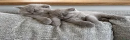 British Shorthair cats for sale: Beautiful lilac British shorthair sisters - Advert 10