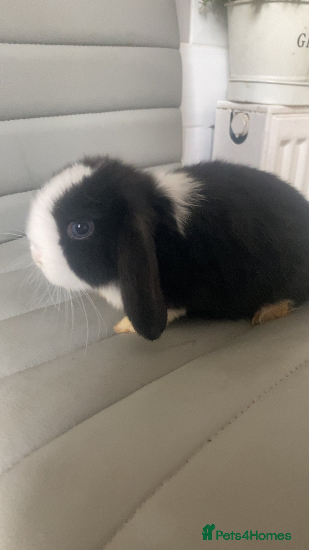 Mini Lop rabbits for sale: Bunny’s ready to go now - Image 3