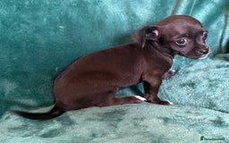 Chihuahua dogs for sale: Chihuahua X Puppies - Image 7