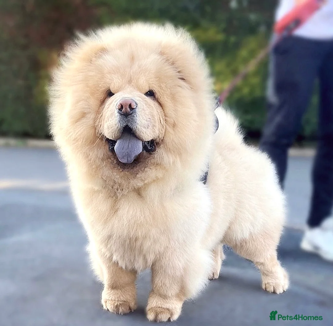 Chow Chow dogs for stud: SUMO- lilac, chocolate, rainbow producer in Cheltenham - Advert 9