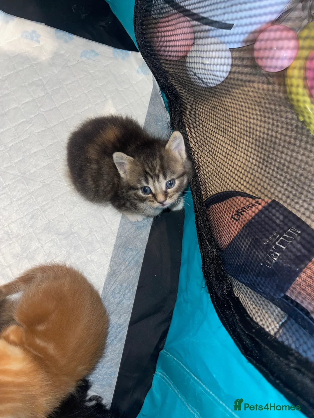 Mixed Breed cats for sale: Kittens  - Advert 2