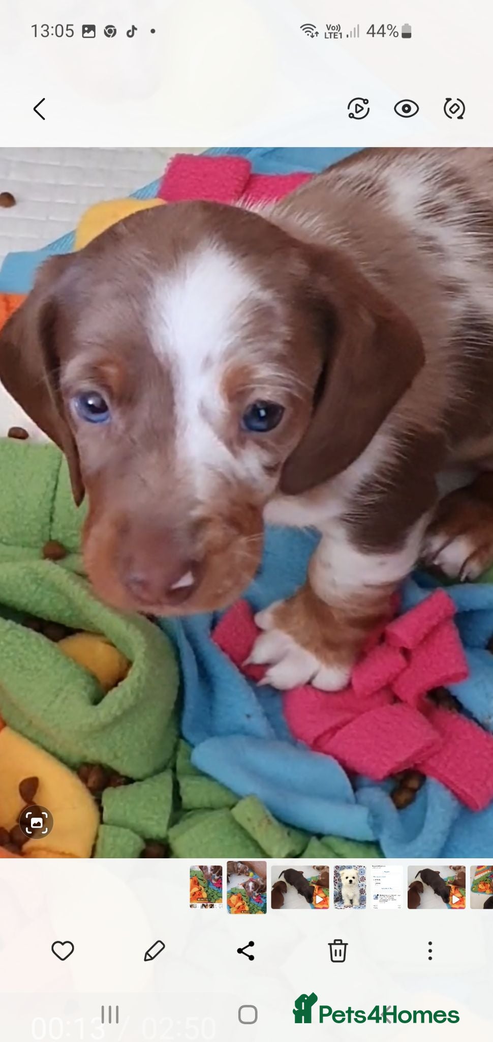 Dachshund dogs Miniature Dacshund  - Advert 5
