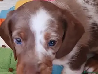 Dachshund dogs Miniature Dacshund - Advert 5