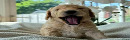 Cockapoo dogs for sale: 4 x F2 cockapoos - Advert 18