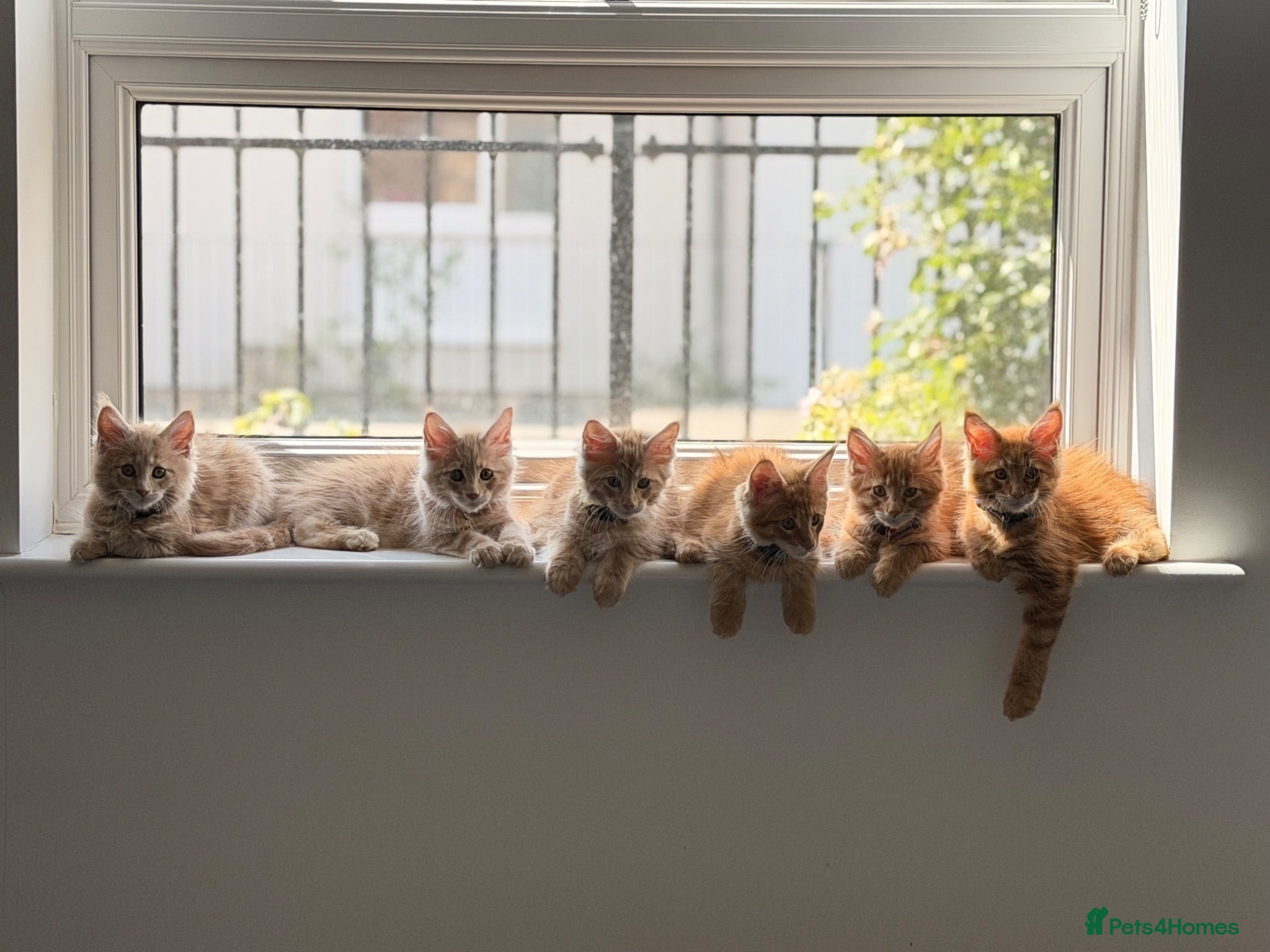 Maine Coon cats for sale: Ready to leave Maine Coon pedigree kittens - Advert 1