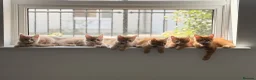 Maine Coon cats for sale: Ready to leave Maine Coon pedigree kittens - Advert 1