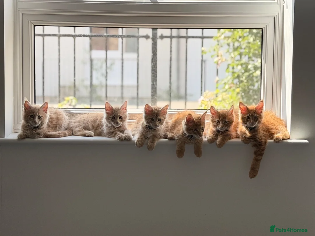 Maine Coon cats for sale: Ready to leave Maine Coon pedigree kittens - Advert 1