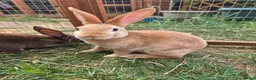 Rex rabbits for sale: Mini rex  - Advert 23