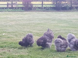 Chickens poultry - Advert 15