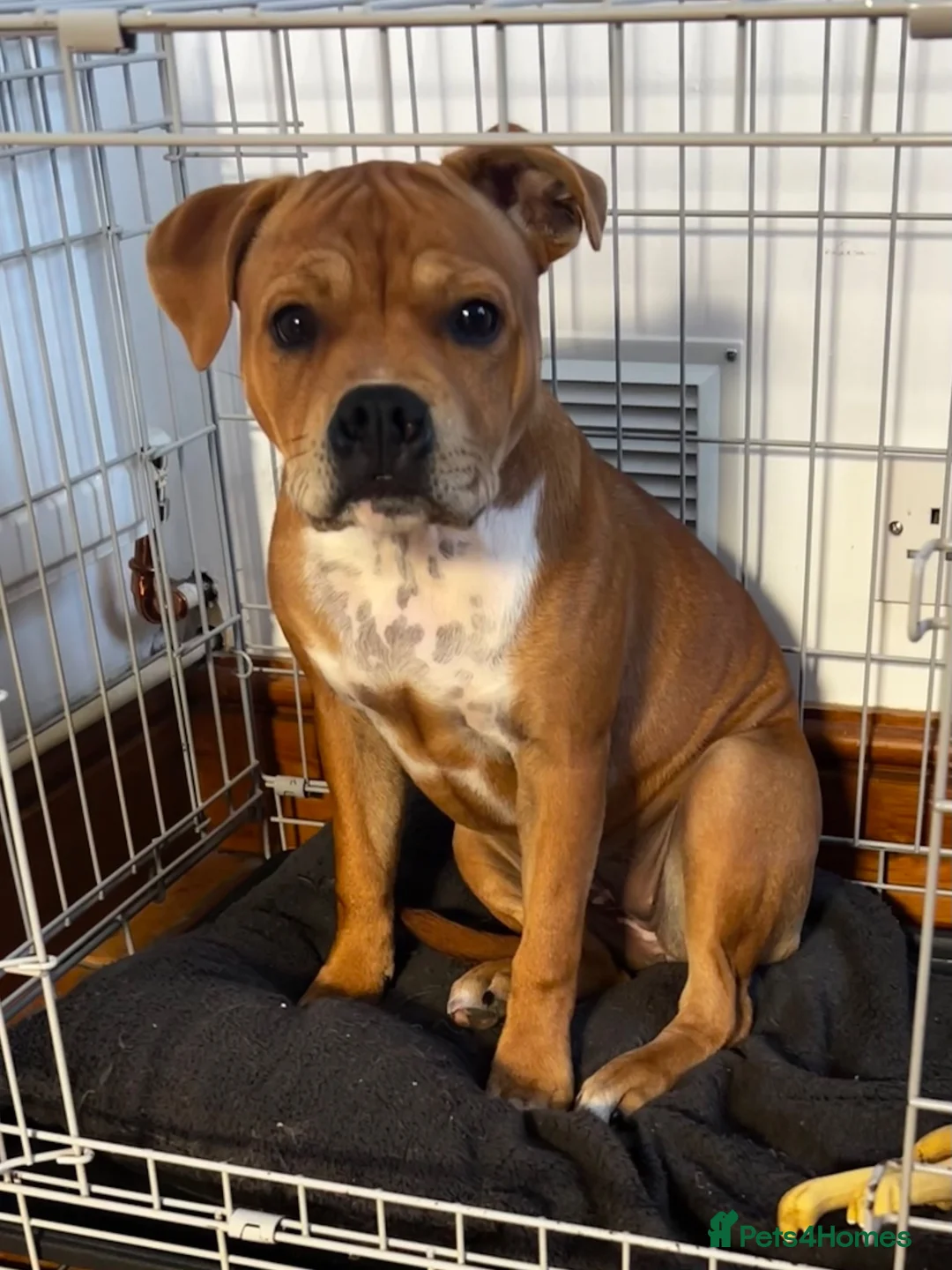 Staffordshire Bull Terrier dogs for sale: 6 month old beautiful female red staffy - Advert 2