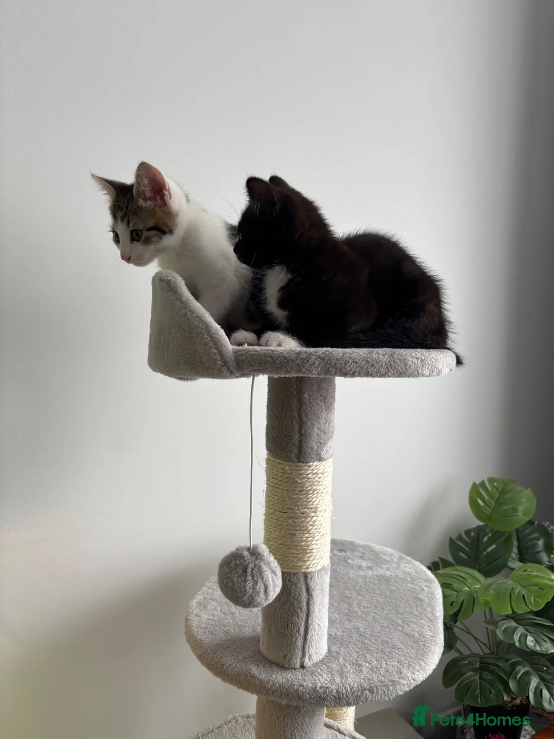 Domestic Shorthair cats for sale: Ready to go older kittens.  - Advert 6