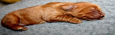 Red/golden 7