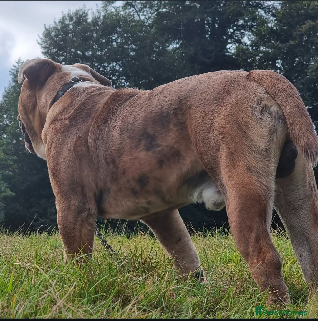 Olde English Bulldogge dogs for stud: 2 olde English bulldogs brothers for stud - Image 10