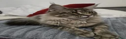 Maine Coon cats for sale: Pinky is looking for forever home. - Advert 3