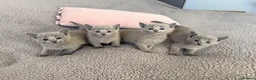 Russian Blue cats for sale: TICA registered pedigree russian blue kittens - Advert 13