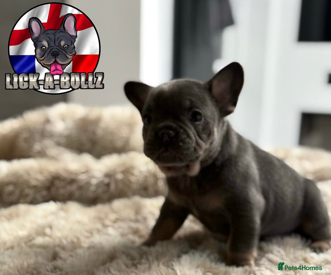 French Bulldog dogs for sale: Exclusive French bulldog puppies  - Image 8
