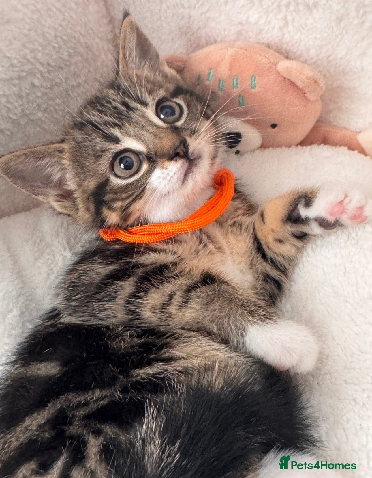 Mixed Breed cats Beautiful friendly well handled kittens - Advert 1