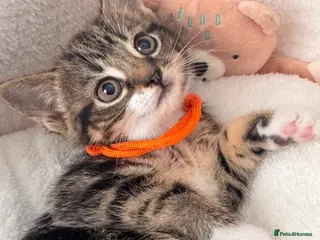 Mixed Breed cats Beautiful friendly well handled kittens - Advert 1