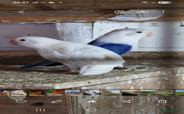 Lovebirds birds 4 pairs lovebirds - Advert 1