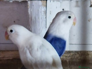 Lovebirds birds 4 pairs lovebirds - Advert 1