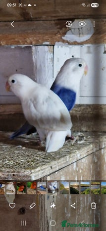 Lovebirds birds 4 pairs lovebirds - Advert 1