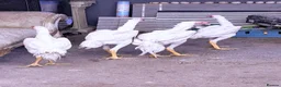 Chickens poultry for sale: WHITE O SHAMO CHICKENS - Advert 11