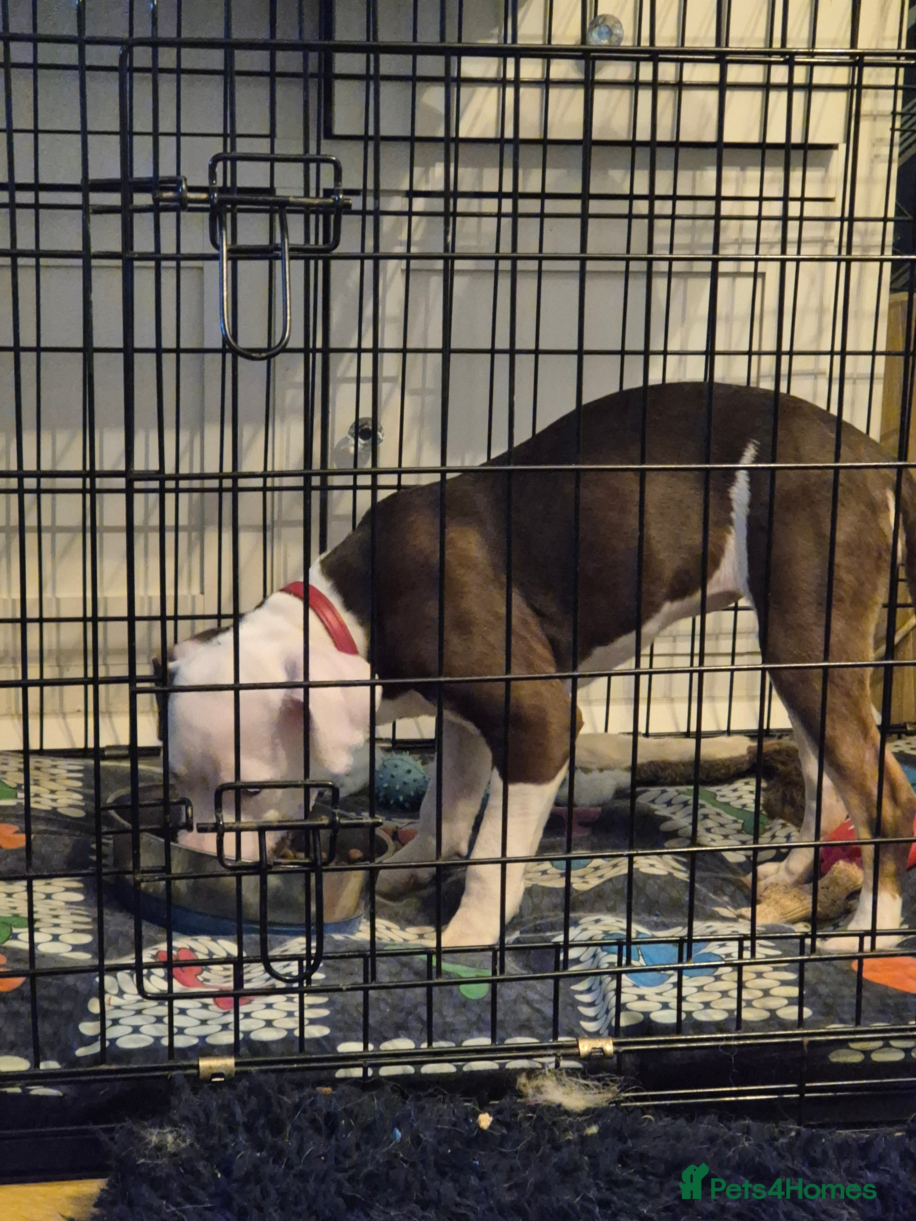 Staffordshire Bull Terrier dogs Female pup - Advert 1