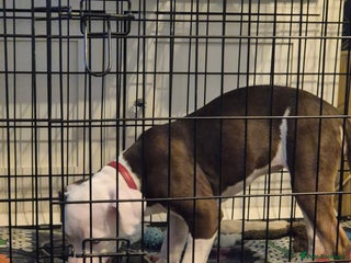 Staffordshire Bull Terrier dogs Female pup - Advert 7