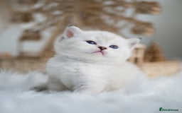 British Shorthair cats for sale: Beautiful colourpoint British shorthair kittens - Image 4
