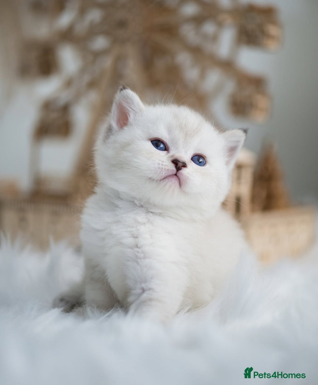 British Shorthair cats for sale: Beautiful colourpoint British shorthair kittens - Image 4