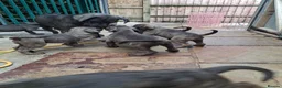 Cane Corso dogs for sale: ICCF Registered 🧬🏆 Cane Corso pups. - Advert 36