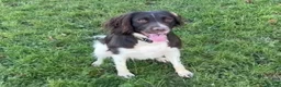 English Springer Spaniel dogs for sale: Stunning, English springer spaniels  - Advert 3