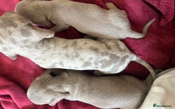 Dachshund dogs for sale: Miniature dachshund  - Advert 13