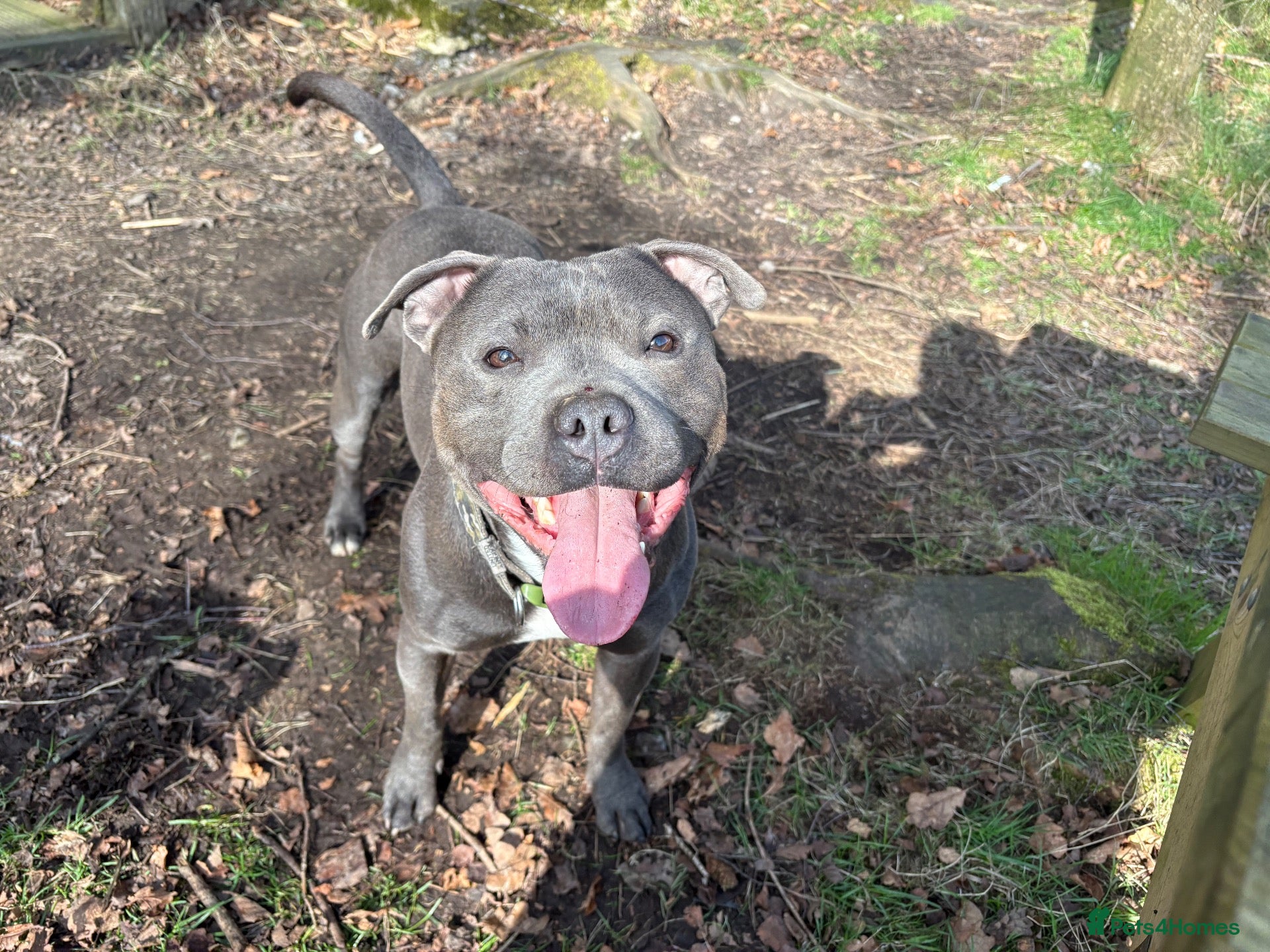 Staffordshire Bull Terrier dogs Blue Staffordshire  - Advert 1
