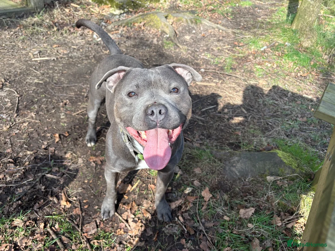 Staffordshire Bull Terrier dogs for stud: Blue Staffordshire  in Leeds - Advert 1