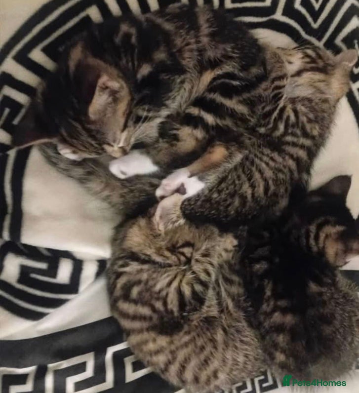 Mixed Breed cats Kittens ready now - Advert 1