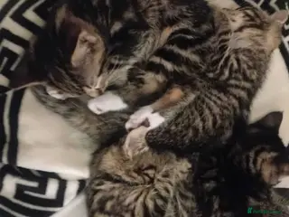 Mixed Breed cats Kittens ready now - Advert 1