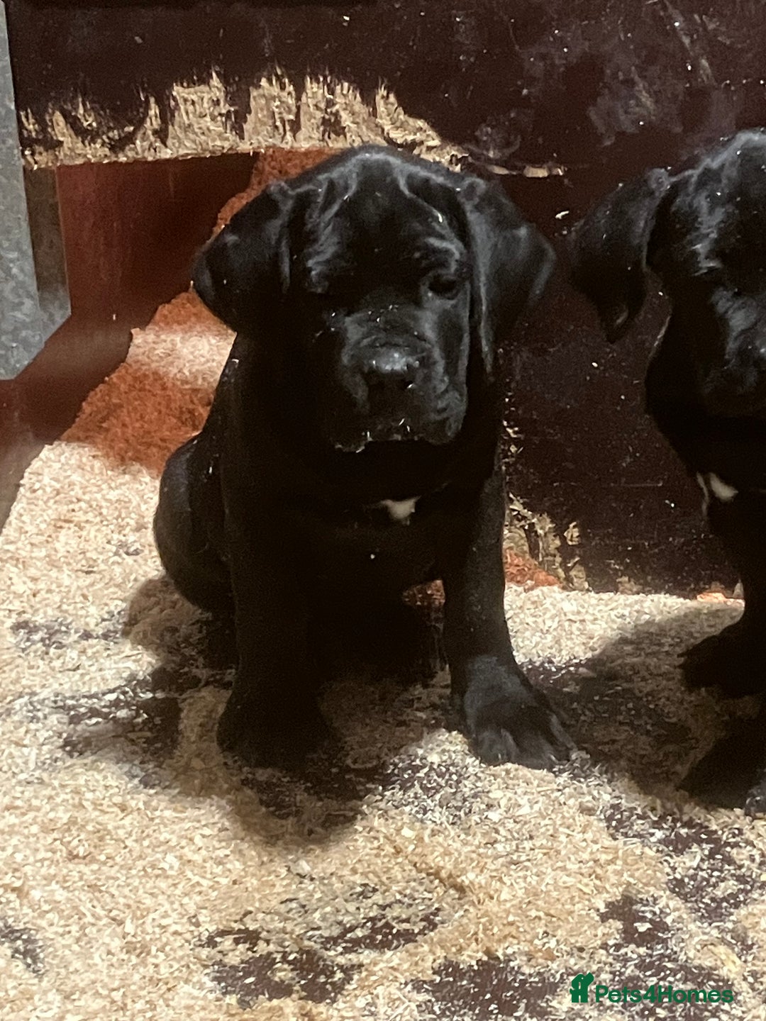 Cane Corso dogs for sale: All are now sold  - Advert 6