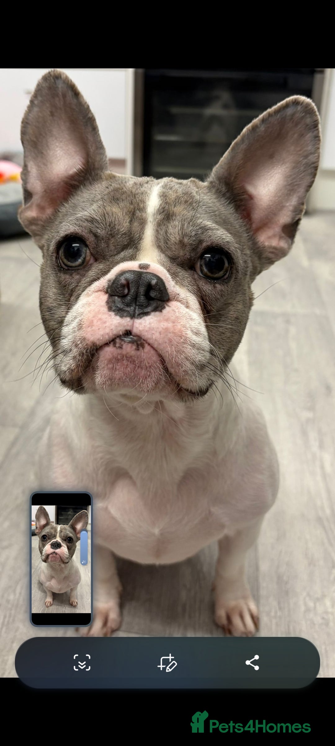 French Bulldog dogs Beautiful French bulldog pups - Advert 4